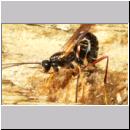 Coleocentrus excitator - Schlupfwespe 11.jpg